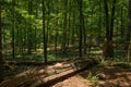 Filtered light through deciduous woods leaves illuminating a large fallen tree trunk log on the forest floor Royalty Free Stock Photo