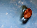 Filtered photo.Gravel at mountain river covered with fall leaves