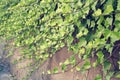 Filtered picture of Green Common Ivy
