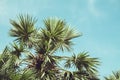 Filtered Single Palm Tree Royalty Free Stock Photo