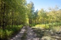 Filtered sunlight on Medano Pass primitive road through fall aspen trees in the Sangre De Cristo range of the Rocky Mountains in Royalty Free Stock Photo