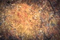 Filtered tone close-up Bald Cypress tree autumn leaves with round cones in Texas, America Royalty Free Stock Photo