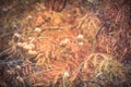 Filtered tone close-up Bald Cypress tree autumn leaves with round cones in Texas, America Royalty Free Stock Photo