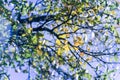 Filtered tone close-up stunning yellow fall foliage color in Dallas, Texas against clear blue sky Royalty Free Stock Photo