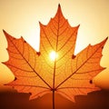 Filtering through the orange hued leaf. The edges of the leaf are Royalty Free Stock Photo