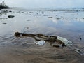 Pollution on Mumbai Versova beach endangering marine life Royalty Free Stock Photo