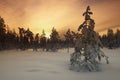 Filtred tree in wintery landscape