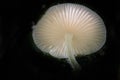 Fim do cogumelo transparente da luz de fundo na floresta escura do sul do Brasil