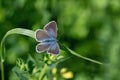 Female common blue butterfly (Polyommatus icarus). Royalty Free Stock Photo