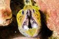 Fimbriated moray eel in Ambon, Maluku, Indonesia underwater photo Royalty Free Stock Photo