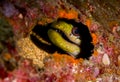Fimbriated moray eel hiding Royalty Free Stock Photo