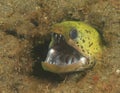 Fimbriated moray Royalty Free Stock Photo