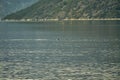 fin of a common porpoise, swimming through the Sognefjord