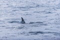 Fin of female Killer whale Norway Royalty Free Stock Photo