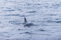 Fin of female Killer whale Norway