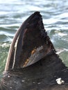 Fin of a Great White Shark (Carcharodon carcharias) Royalty Free Stock Photo