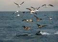 Fin of a Great white shark and Seagulls Royalty Free Stock Photo