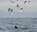 Fin of a Great white shark and Seagulls Royalty Free Stock Photo