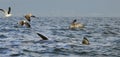 Fin of a Great white shark and Seagulls Royalty Free Stock Photo