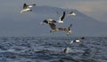 Fin of a Great white shark and Seagulls Royalty Free Stock Photo