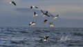 Fin of a Great white shark and Seagulls Royalty Free Stock Photo