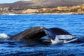 Fin of a humpback whale swimming and diving in the deep sea off Cabo San Lucas where the Sea of Cortez meets the Pacific Ocean,.