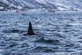 Fin of male Killer whale TromsÃÂ¸