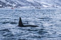 Fin of male Killer whale TromsÃÂ¸