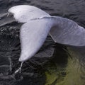 Fin tail of a beluga whale