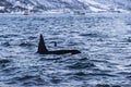 Fin of two Killer whales TromsÃÂ¸