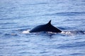 Fin whale Royalty Free Stock Photo