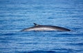 Fin whale Royalty Free Stock Photo