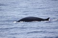 Fin whale Royalty Free Stock Photo