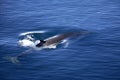 Fin Whale - Balaenoptera physalus - Antarctica Royalty Free Stock Photo