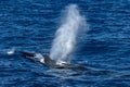 Fin Whale Balaenoptera physalus while blowing endangered rare to see in Mediterranean sea Royalty Free Stock Photo