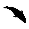 Fin Whale Balaenoptera Physalus Silhouette Found In All Around Ocean World