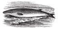 Fin whale or Balaenoptera physalus vintage engraving