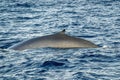 Fin whale breathing on sea surface in mediterranean sea Royalty Free Stock Photo