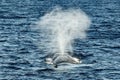 Fin whale breathing on sea surface in mediterranean sea Royalty Free Stock Photo