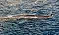 Fin Whale Surfacing Royalty Free Stock Photo