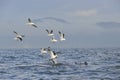 Fin of a white shark and Seagulls Royalty Free Stock Photo