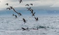 Fin of a white shark and Seagulls eat oddments from prey of a Great white shark