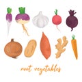 Collection of various hand drawn, colorful root vegetables, isolated on a white background. Royalty Free Stock Photo