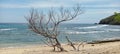 the final form of a tree eroded by an abrasive coastline