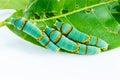Final instar caterpillar of banded swallowtail butterfly on leaf Royalty Free Stock Photo