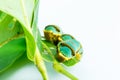 Final instar caterpillar of banded swallowtail butterfly on leaf Royalty Free Stock Photo