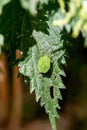 Green shield bug on a leaf
