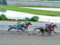 The final stage of a thoroughbred horse race at Woodbine Racetrack Royalty Free Stock Photo