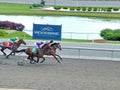 The final stage of a thoroughbred horse race at Woodbine Racetrack