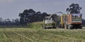 Final stretch maize harvest